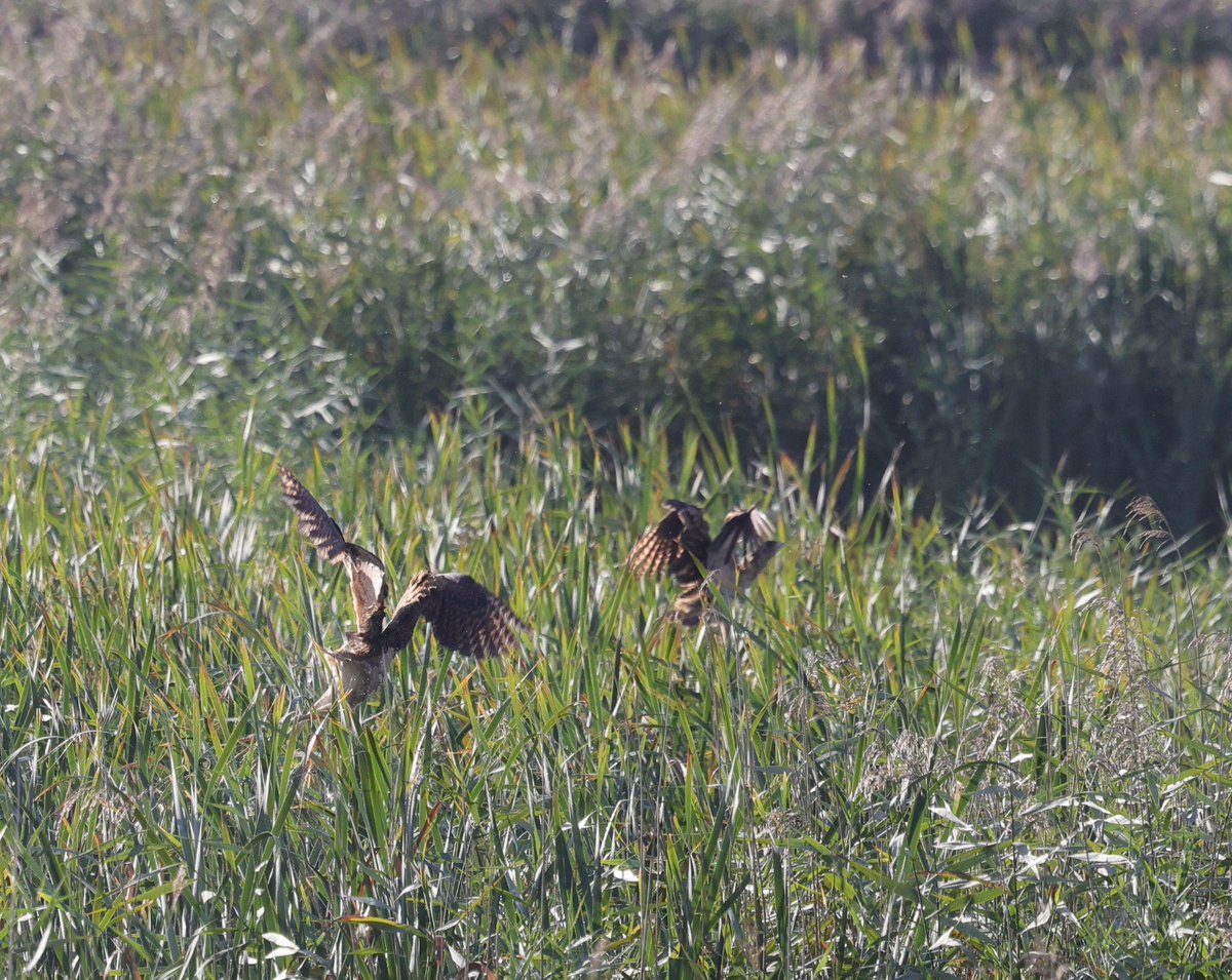 Highlights from an exciting morning at Minsmere. <a href="/RSPBMinsmere/">RSPB Minsmere 🌍</a> <a href="/RSPBEngland/">RSPB England</a> <a href="/Natures_Voice/">RSPB</a> <a href="/WildlifeMag/">BBC Wildlife</a> <a href="/BTO_Suffolk/">BTO Suffolk</a> <a href="/suffolkwildlife/">SuffolkWildlifeTrust</a>