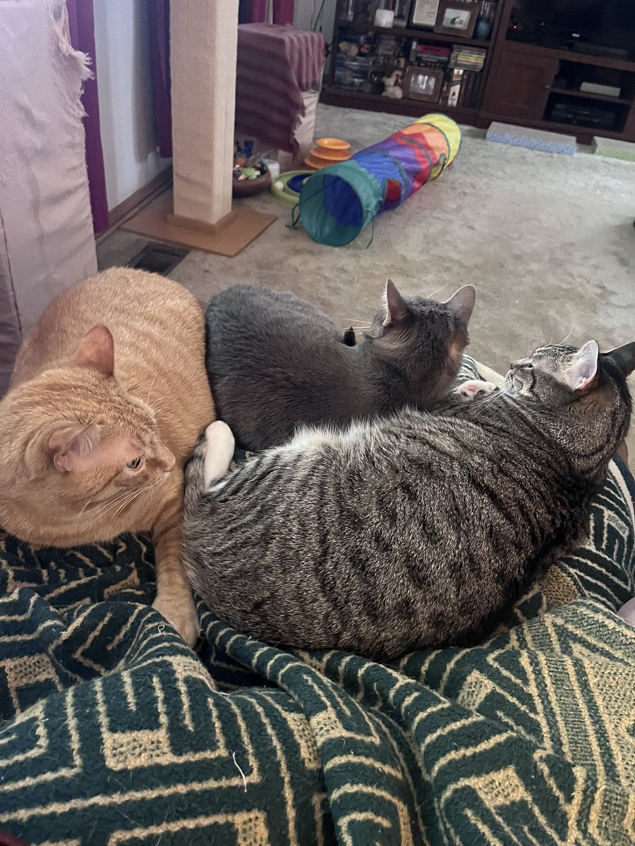 TwoCatsToday tweet media
