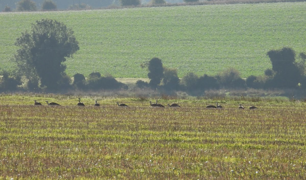 Great Bustard Group tweet media