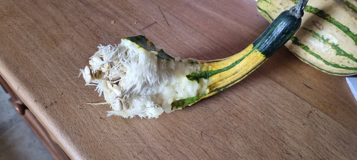 milliemagpie92's tweet photo. Much stress and £150 later, back with Luna and Marley from an emergency trip to the vet. Marley, no treatment was needed, but Luna is very sorry for herself...Helped herself to an ornamental gourd. My fault, I shouldn't have left it where she could reach it #guiltymum https://t.co/1SQKJIKrvE