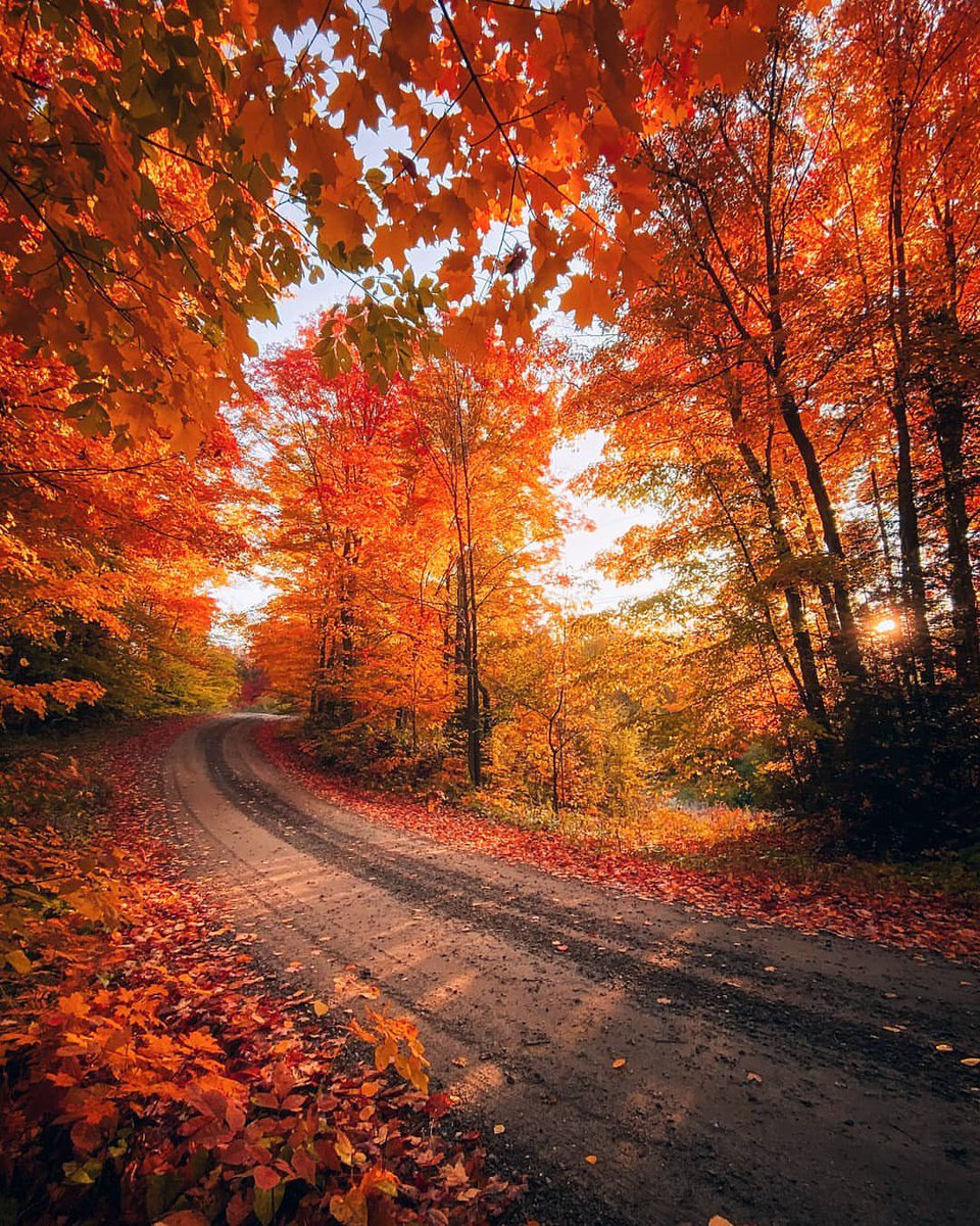 On the Autumn backroads — 
Muskoka, Ontario. 🧡🍂

📸© Sanjay Chauhan