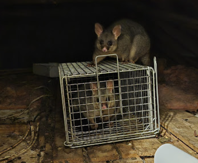 wemma9620's tweet image. If you are looking for the best #RodentControlservice in #Scoresby, then contact Infinity Pest Solutions. They specialise in spider extermination and rodent control, offering targeted solutions to keep your property secure and pest-free. Visit-maps.app.goo.gl/2JtKvLKdvgKMse…