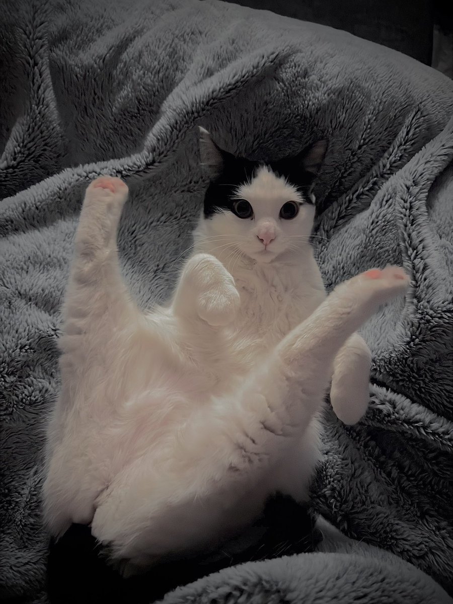 CottontailVA 🐰💋 tweet media