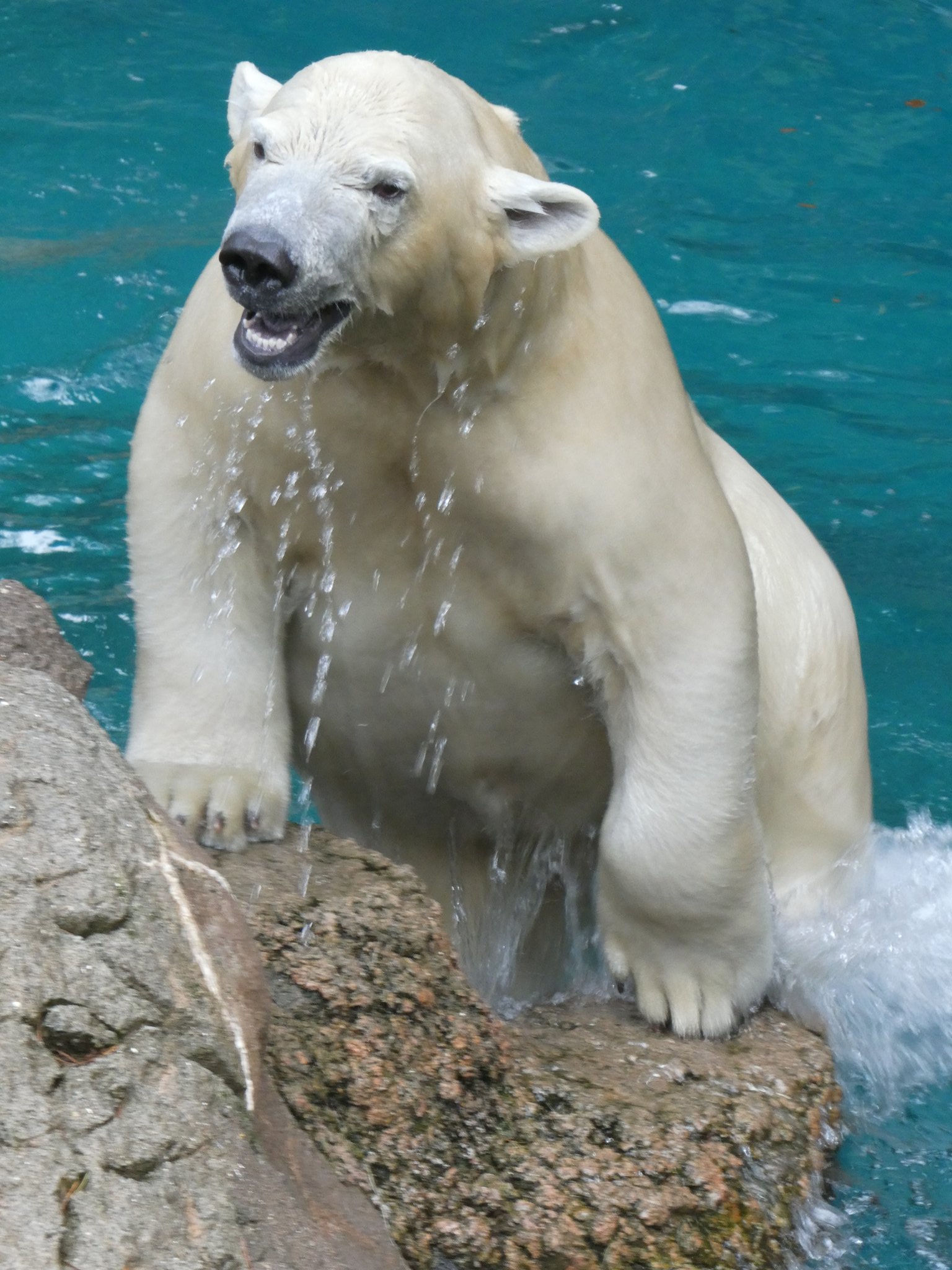 ラピスラズリクマちゃんNo.2254