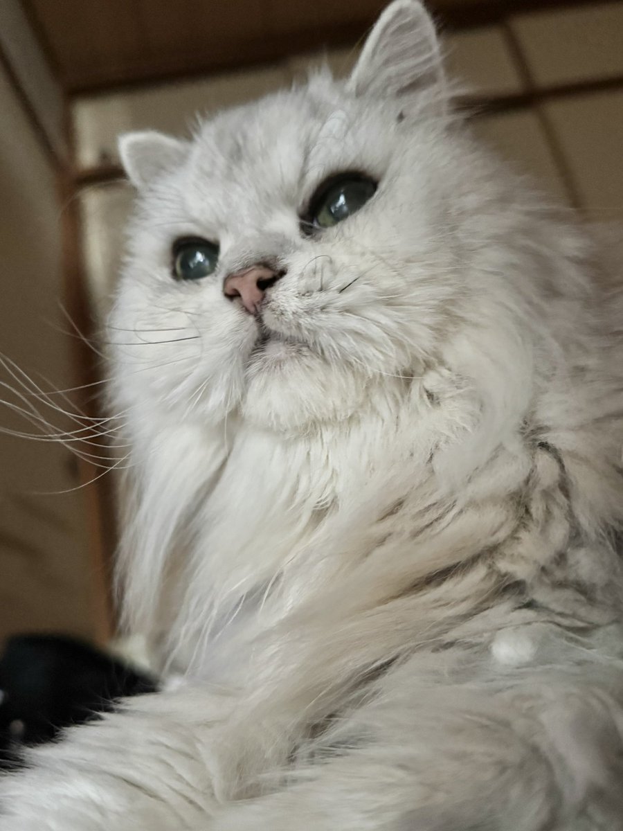 2024bastet's tweet photo. 今日はいい顔してるね。最近は元気みたい🐾もうすぐ17歳、まだまだがんばれ👍

#猫の糖尿病
#ペルシャ
#猫 #猫のいる暮らし
#ねこかわいいね https://t.co/CF2thUR0Md