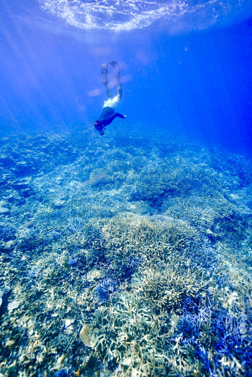 t_anno_'s tweet photo. ベストコンディションの宮古の海✨✨

#宮古島
#八重干瀬
#シュノーケリング
#スキンダイビング
#ダイビング
#海
#絶景 https://t.co/6Pg3Ka2ia2