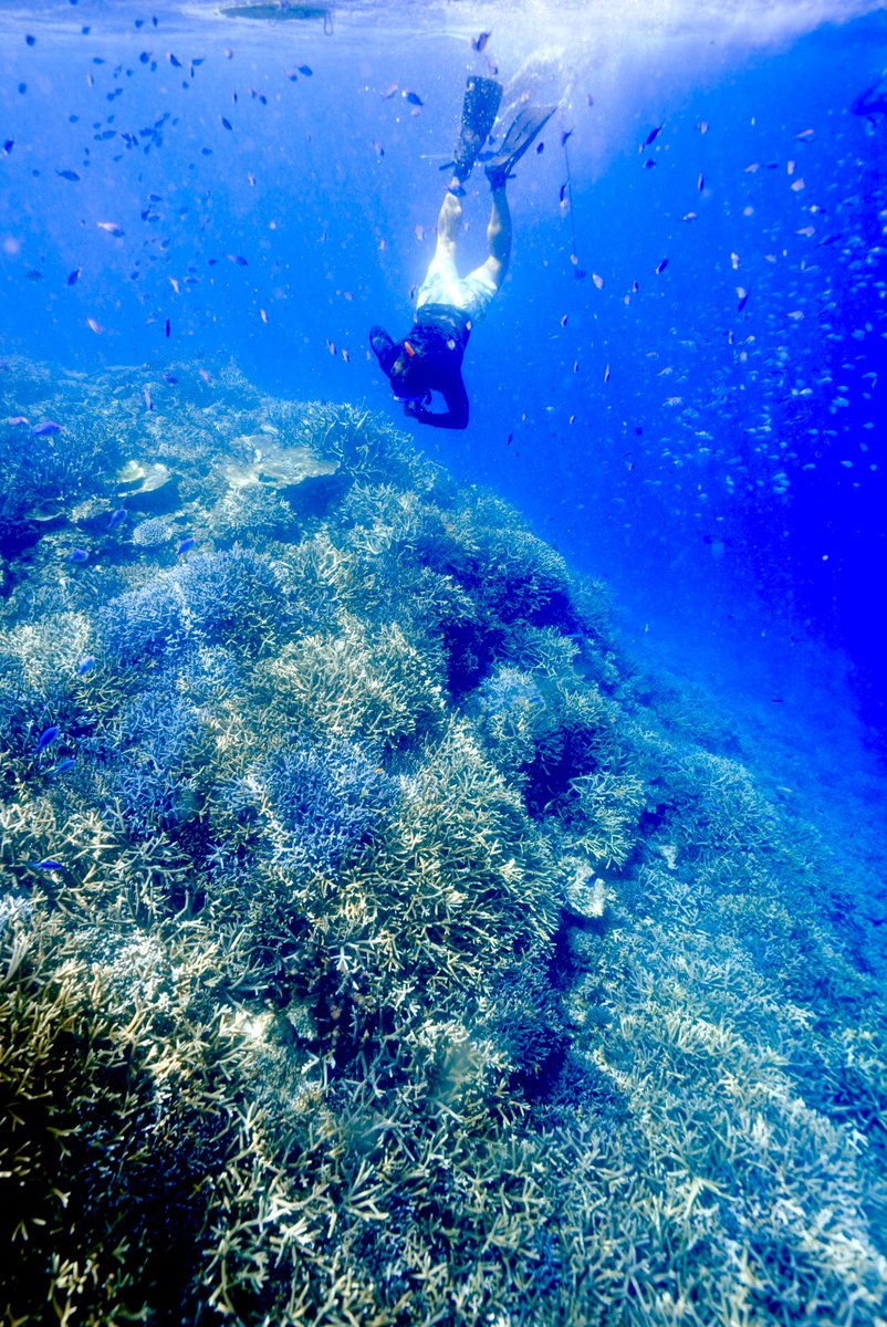 t_anno_'s tweet photo. ベストコンディションの宮古の海✨✨

#宮古島
#八重干瀬
#シュノーケリング
#スキンダイビング
#ダイビング
#海
#絶景 https://t.co/6Pg3Ka2ia2