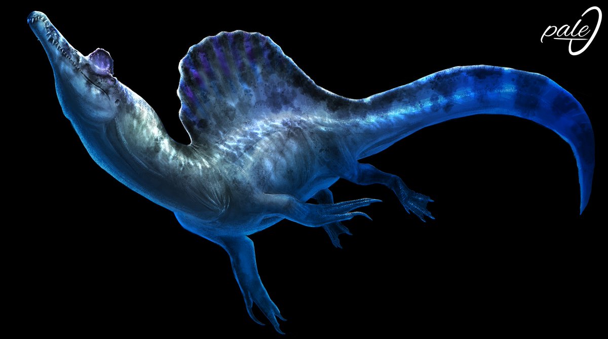 paleOelaq's tweet image. Spinosaurus
#paleoart