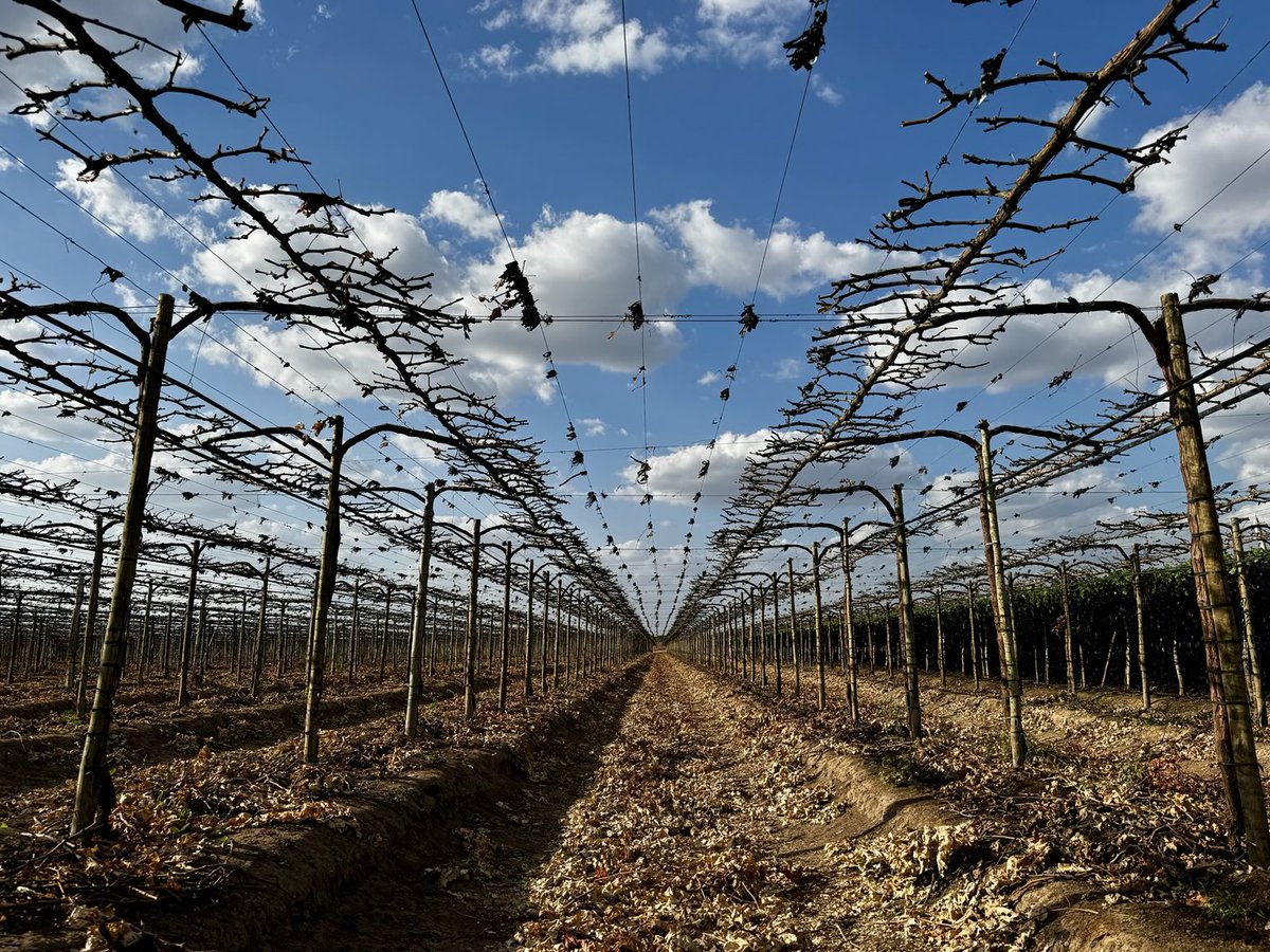 De Witt Kamfer tweet media