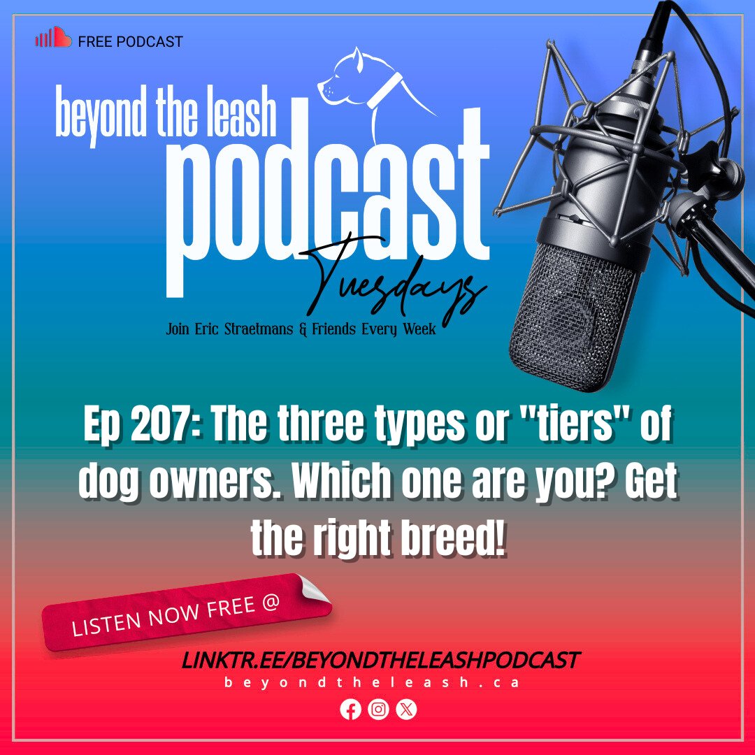 🎧 Ep 207: The three types or "tiers" of dog owners.  Which one are you? Get the right breed! Jessie and Chris join Eric
linktr.ee/beyondtheleash…
#dogs #dogtraining #dogtrainer #k9 #BeyondTheLeash #Podcast #doglife #puppy #dogtrainingtips #puppies #Oakville #Mississauga #MiltonON