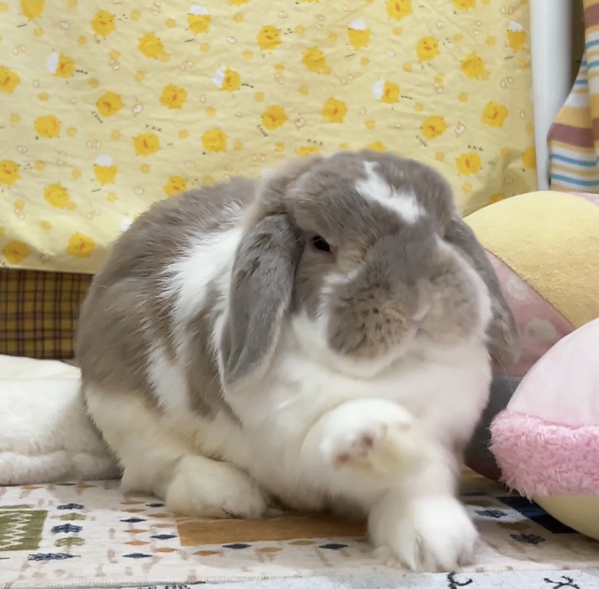 イースター♡カゴうさぎ 4b958ac80ee0d46c04484206a286cd