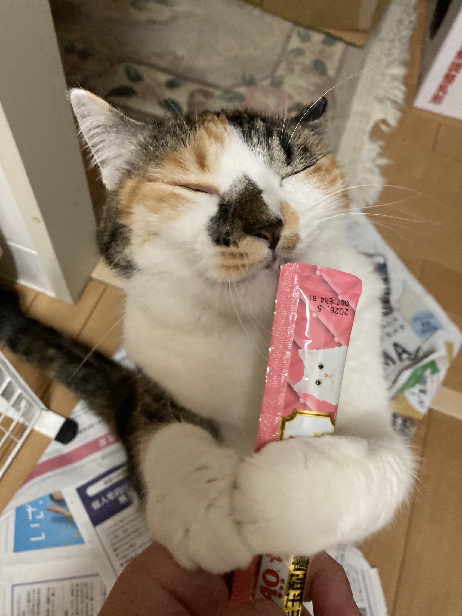 じゃむ猫 on X: 