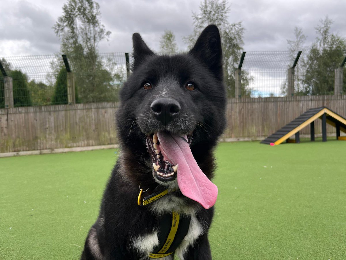 “Does my tongue look big in this?” 🤪 

Poppy is a stunning Akita who is the perfect poser and a total princess 👑 Poppy loves her food and making new human friends. She’d like to be the only pet in the home as she isn’t a fan of dogs being up close and personal 🐾🩷