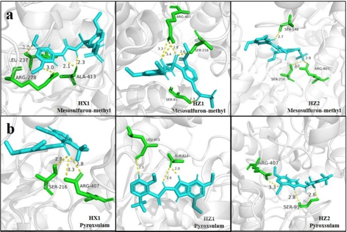 PlantCellRep's tweet image. NEW ONLINE: Deciphering the dual resistance pathways to mesosulfuron-methyl in Lolium multiflorum: target-site and non-target-site insights link.springer.com/article/10.100…