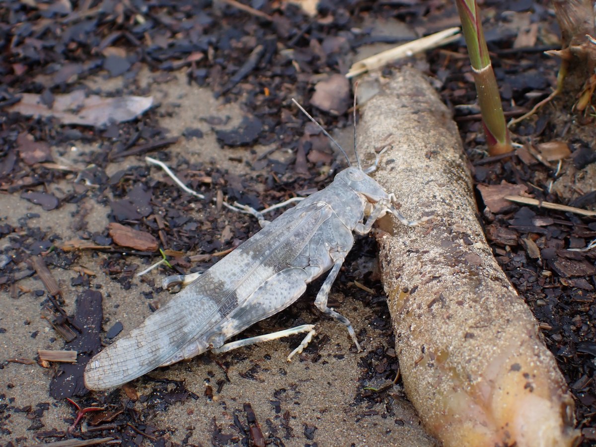 エサキあめんぼちゃん (@amenbo_otaku) / Posts and Replies / X