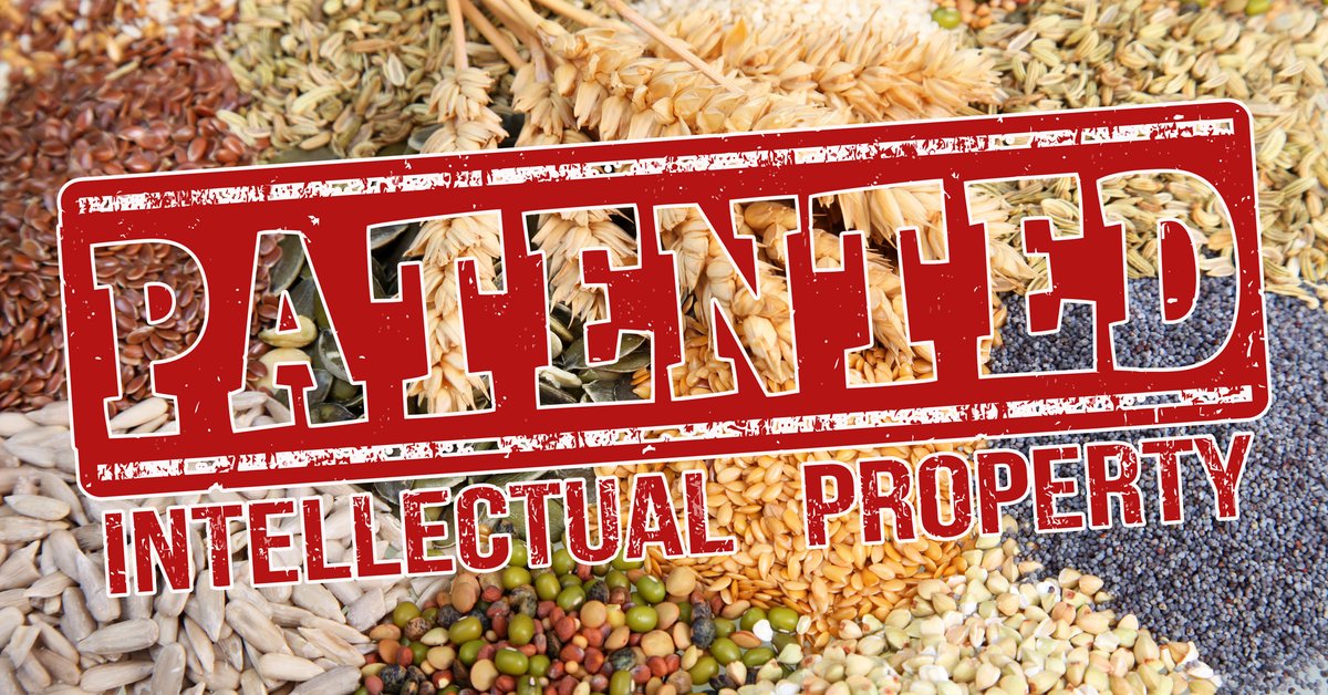 GMWatch's tweet photo. “This is an alarming sign that the EPO is violating the intention of the legislator to prevent #patents on plants and plant material used in conventional breeding. Furthermore, the patent shows that company activities also include #biopiracy.”—Johanna Eckhardt of @NoPatentsOnSeed https://t.co/UbKohU2yWx
