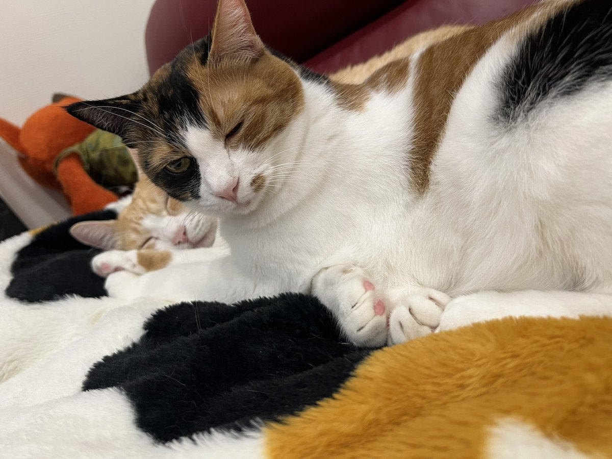 あやねこ あやねこ (@degitarian) / X