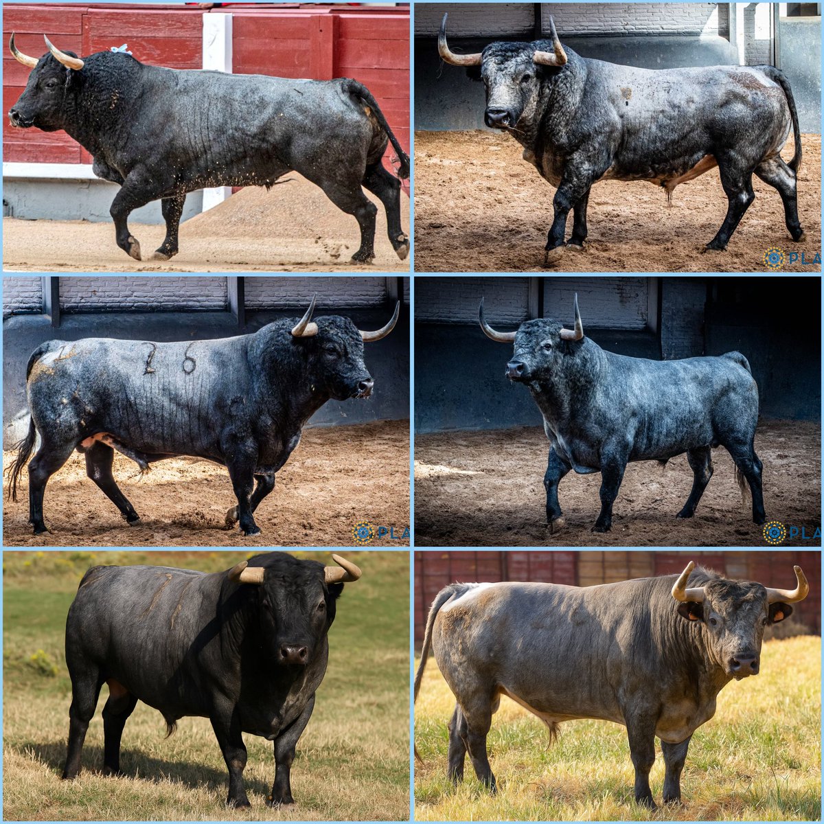 6 toros importantes de <a href="/partidoderesina/">Partido de Resina</a> lidiados el pasado mes de septiembre.
"Excitado-21" "Rosalero-44" "Escribano-26" "Higuerito II-9" "Playero-36 " "Profesor-26 "
Enhorabuena y que sigamos viendo la evolución de la ganadería.