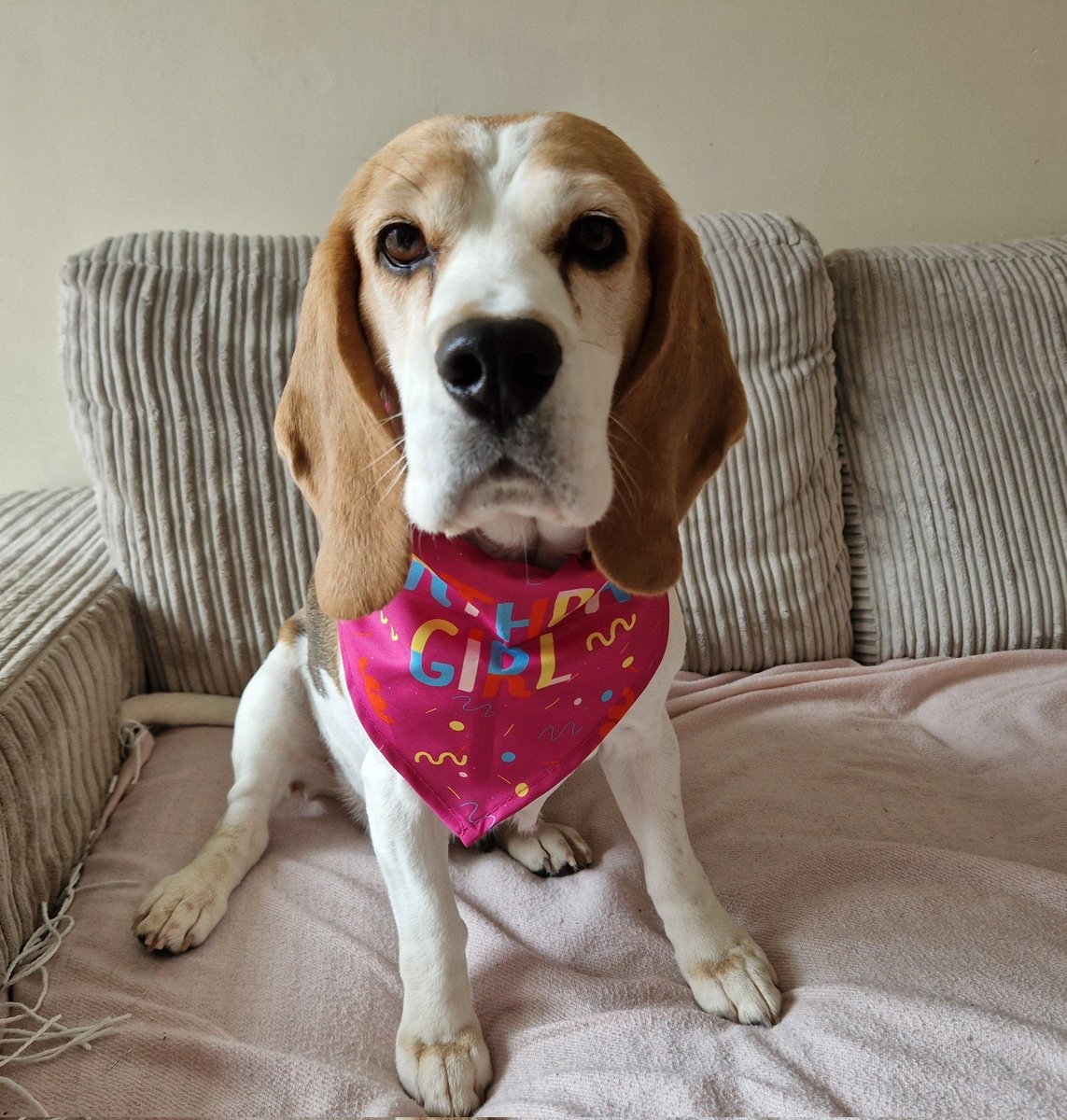 Beagle Facts tweet media