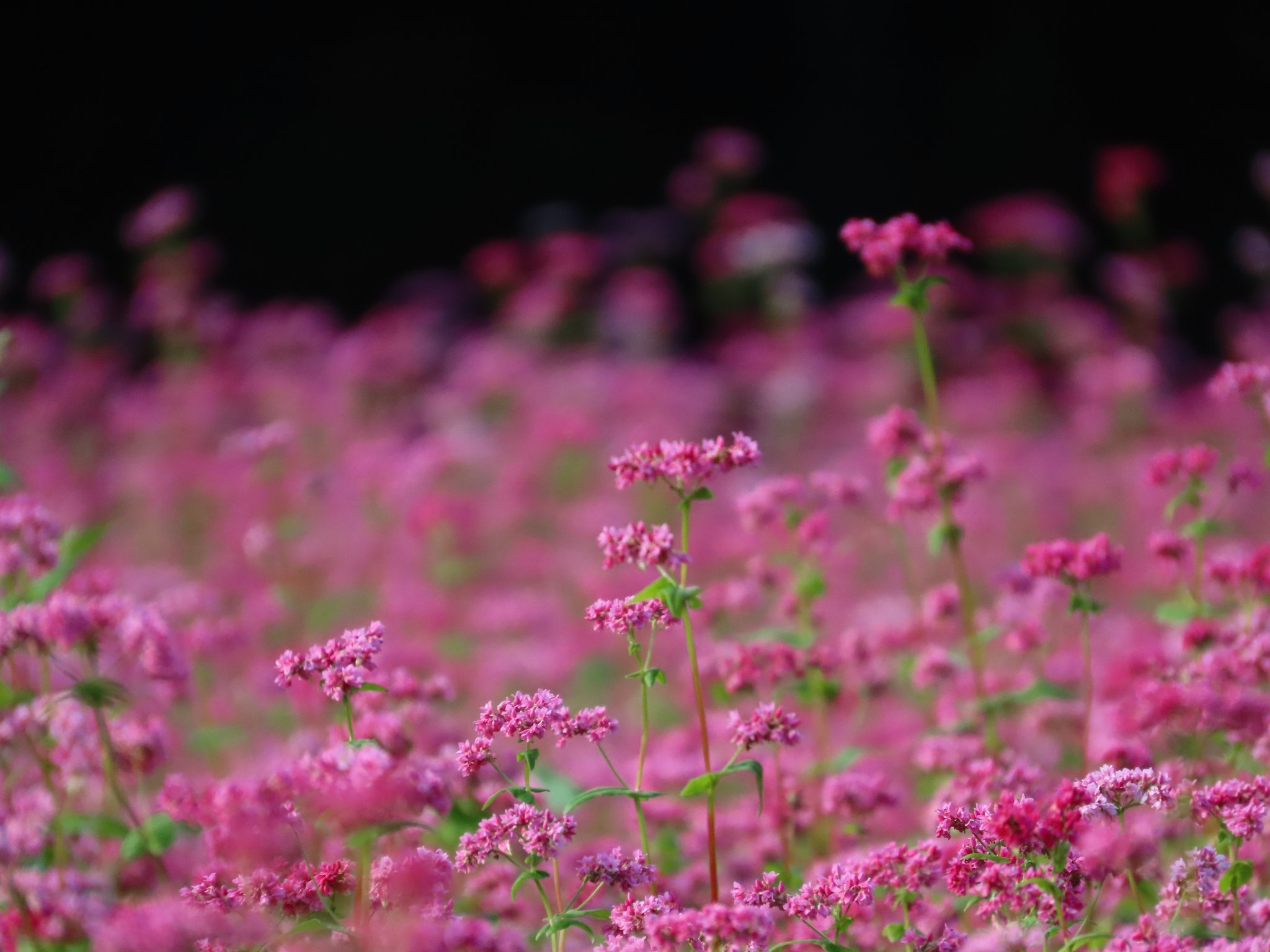 絵画　赤蕎麦の花 赤そばの花 - Search / X