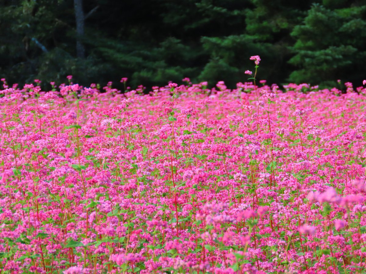 絵画　赤蕎麦の花 絵画 花の絵 インテリア 壁掛け 版画 横長 風水 玄関 おしゃれ