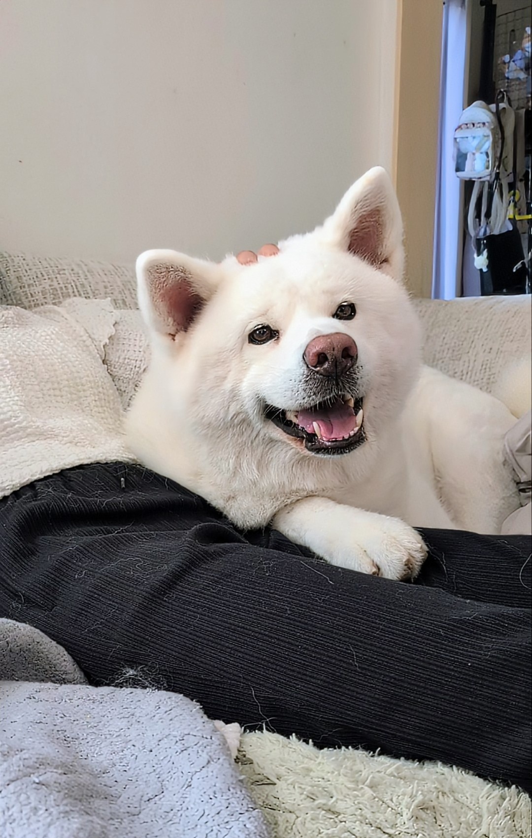 秋田犬★ 秋田犬の里【公式】 on X: 