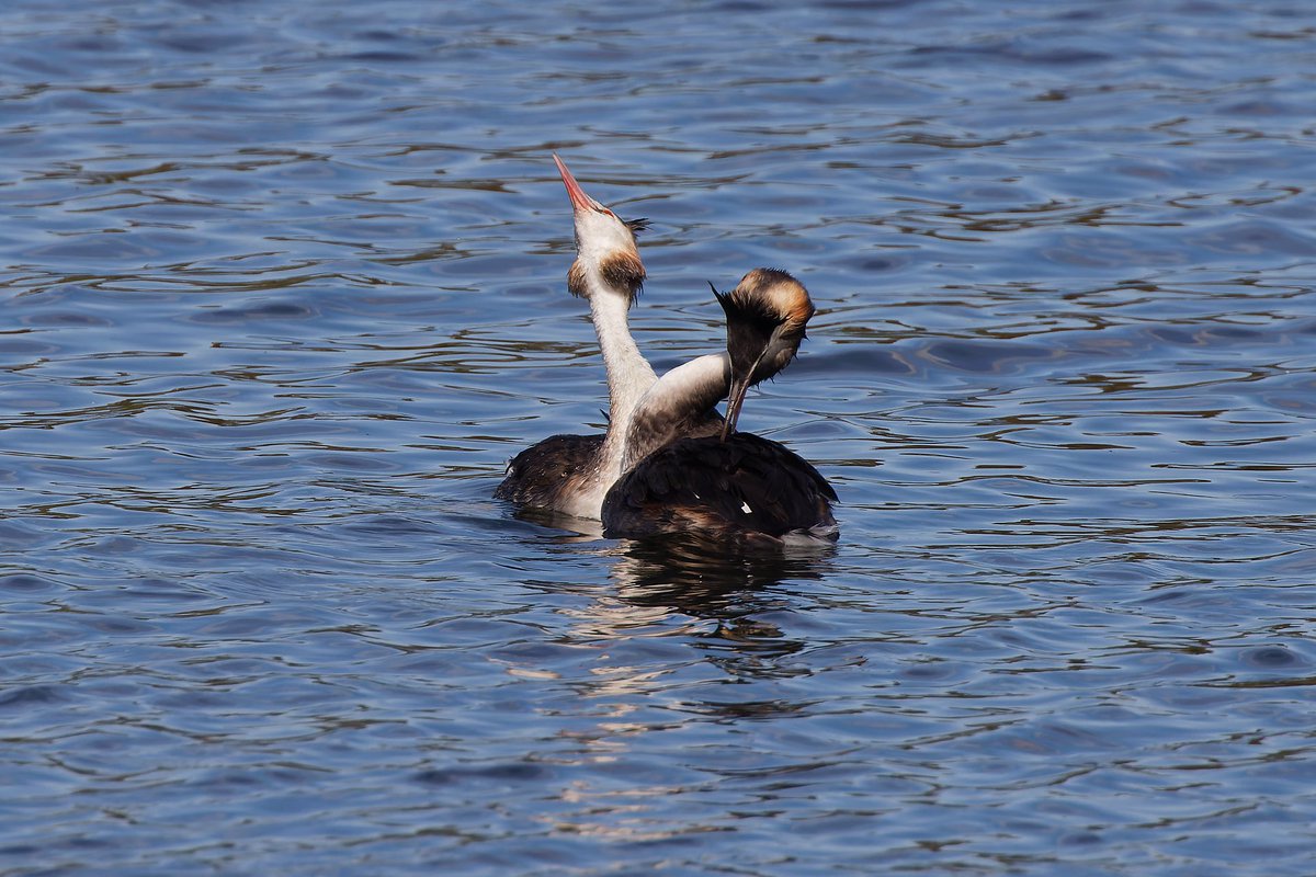 Mark Tyrrell tweet media