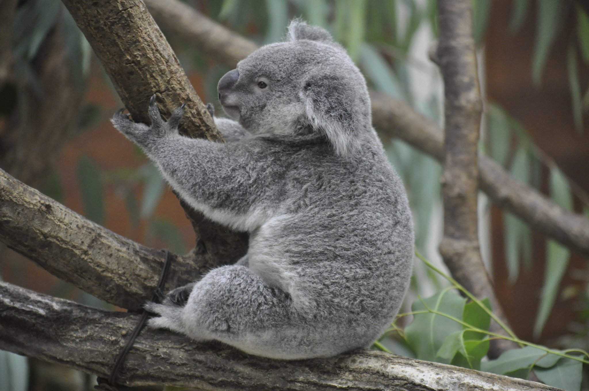 おぐらとーすと. on X: 