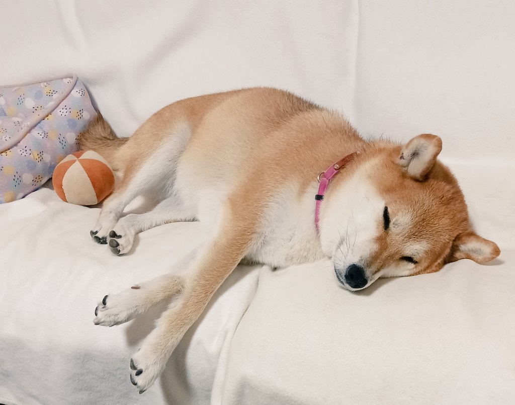 ChacoIto's tweet photo. すぅ～すぃ～💤
#柴犬　#秋の眠り https://t.co/zfOG0jxK5a