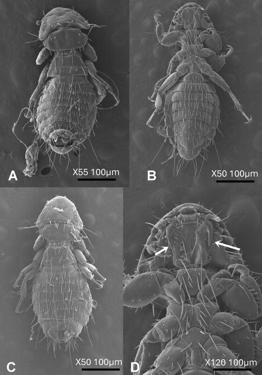#LiteratureNotice. Ingrid Y. Cab-Cauich et al. Primer registro del piojo Heterodoxus spiniger Enderlein, 1909 (Psocodea: Troctomorpha) en perros domésticos de Yucatán, México.
biotaxa.org/rce/article/vi…
