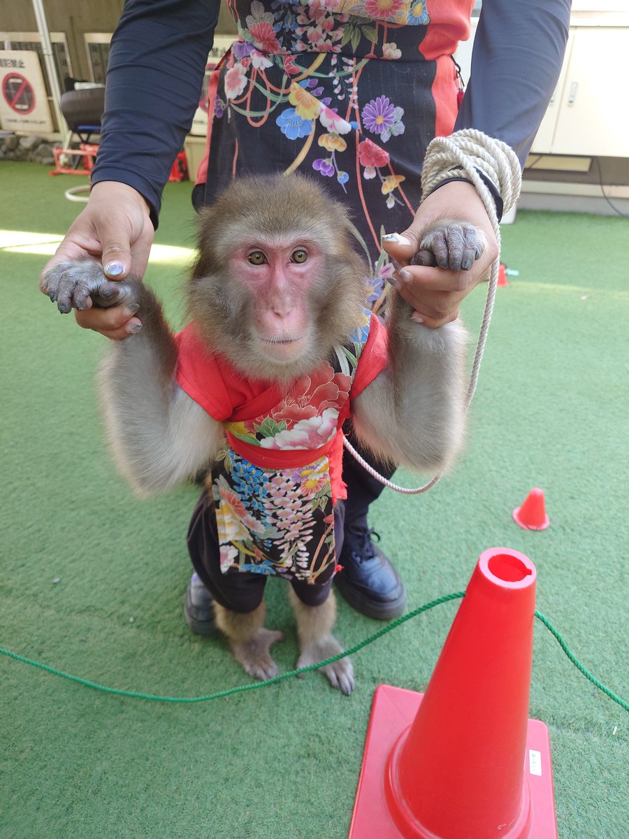 spoon1783427's tweet photo. 熱海の来宮神社行った時に 猿まわししてるのに出会ったのフォルダ見返してほっこりした 猿可愛かった https://t.co/Yj6PtiTnqw