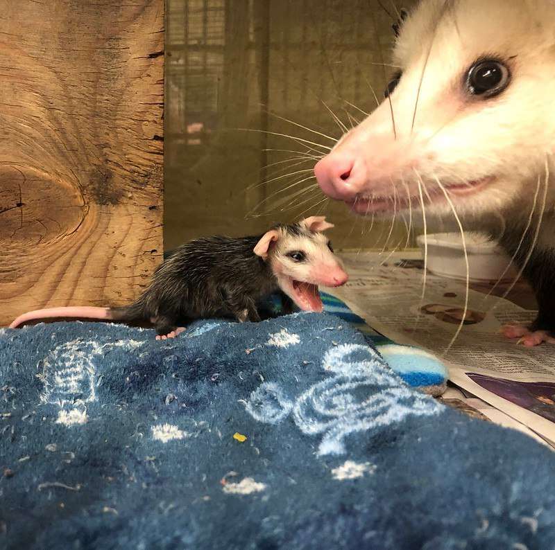 #Possum_Daily #possum
