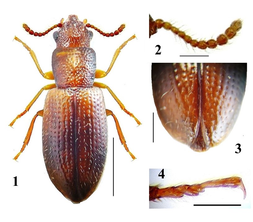 #LiteratureNotice. Jaime Solervicens. Primer registro de Poophylax villosa Anderson y Fuller, 2005 (Coleoptera: Salpingidae) en territorio chileno.
biotaxa.org/rce/article/vi…