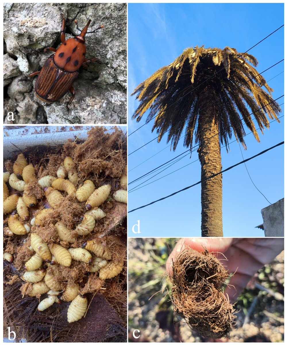 #LiteratureNotice. Ignacio Traversa. El picudo rojo Rhynchophorus ferrugineus Olivier, 1790 (Coleoptera: Curculionidae) en el Cono Sur de América: Amenazas y manejo en ecosistemas de palmeras nativas de Uruguay.
biotaxa.org/rce/article/vi…