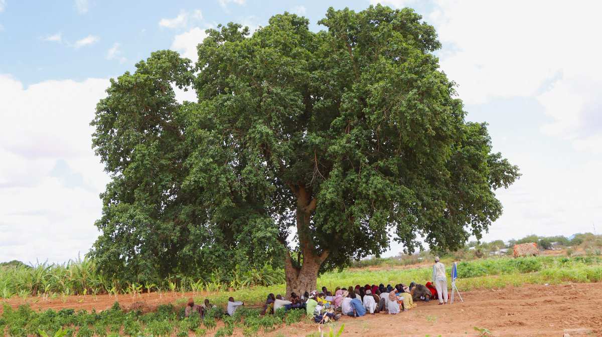 🌾 Skills that Strengthen Communities 🌱

Through the <a href="/Danwadaag_DS/">Danwadaag Durable Solutions Consortium</a> Project, funded by <a href="/UKinSomalia/">UK in Somalia🇬🇧🇸🇴</a> and implemented with <a href="/Concern/">Concern Worldwide</a>, Displacement Affected Communities (DAC) farmers in Bardhere received training on Good Agricultural Practices (GAP).

These efforts contribute to