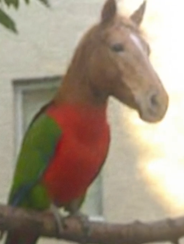 onchaincooker's tweet photo. this random video of a horse and a parrot is going insanely viral and people have no idea why

and all of the comments are saying "3 mil for what🥀"surprised that the video has so much engagement

people are even comparing it to meowl

doesnt this make the horse and a parrot neighrot?

1 mil on neighrot for what 🥀

Tiktok: https://t.co/iiZpayN7Nl