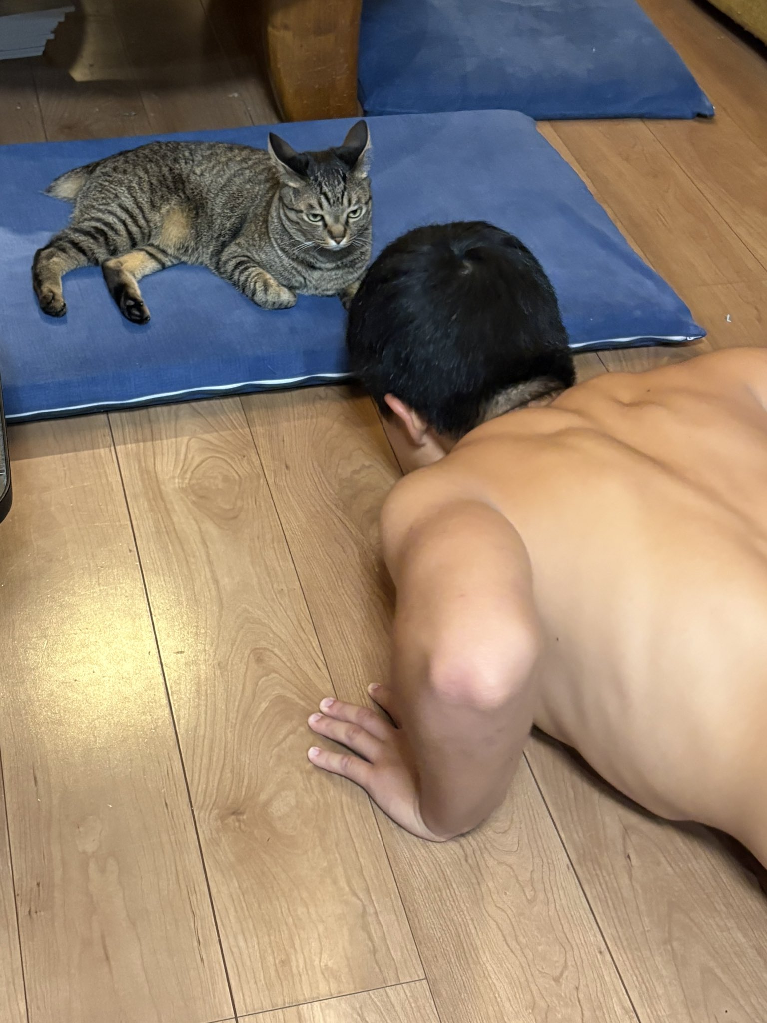 キジ猫😺のキーちゃんに癒されてるか齧られてる龍🐉と虎🐯の