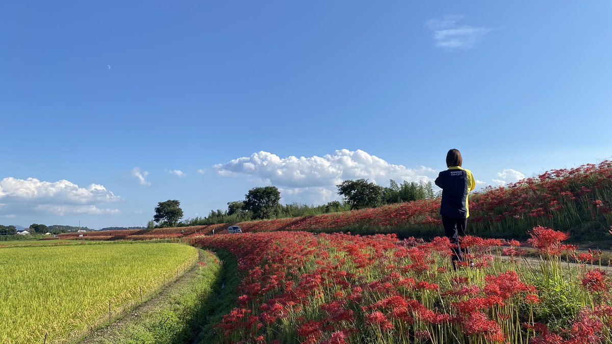 isa_kagoshima's tweet image. こんばんは。伊佐市大口大田の彼岸花が見頃を迎えております。この圧巻のコントラストがとても良いです。