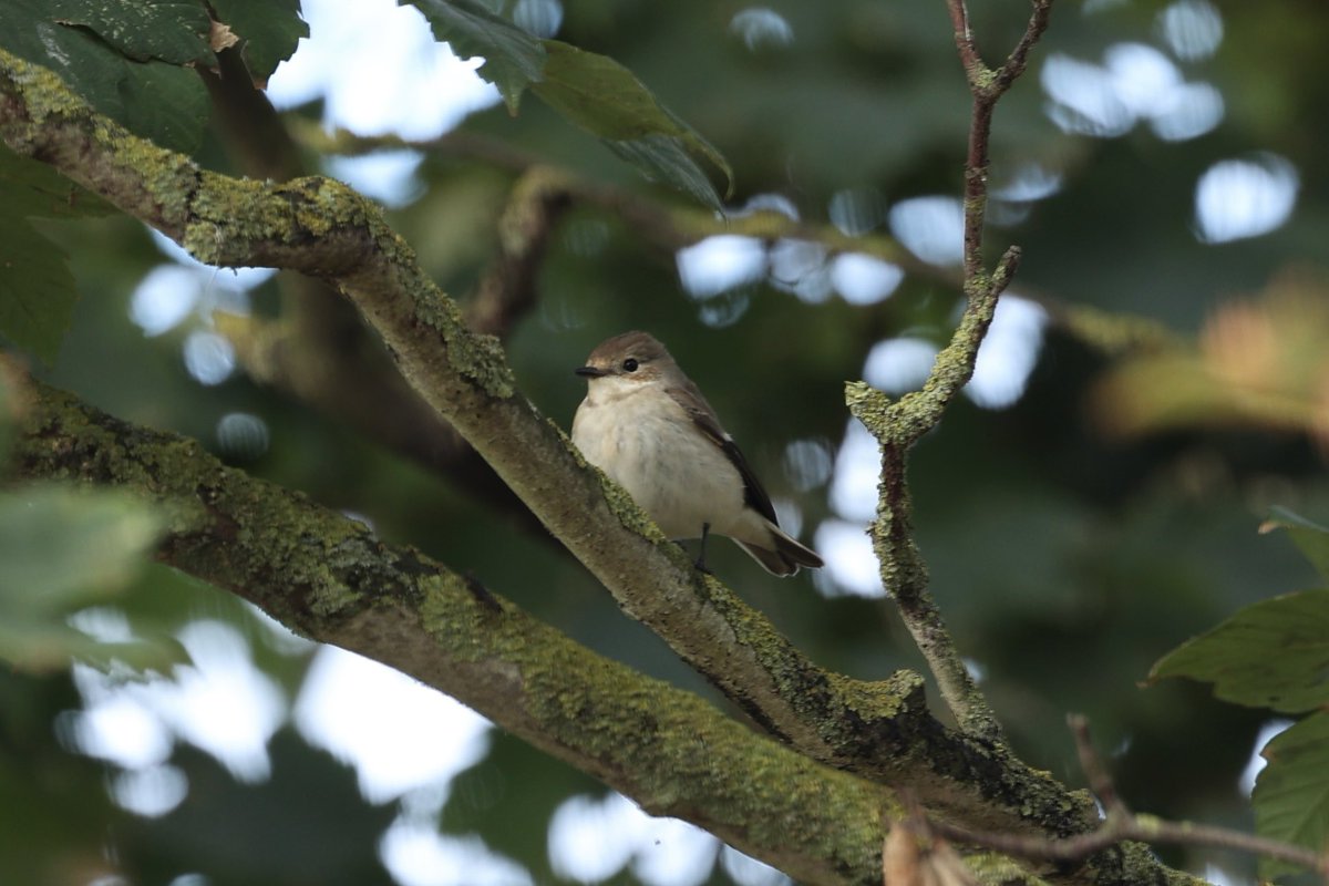 Finally caught up with a pied flycatcher, this one showed well this morning in the sycamores at Holme nwt car park