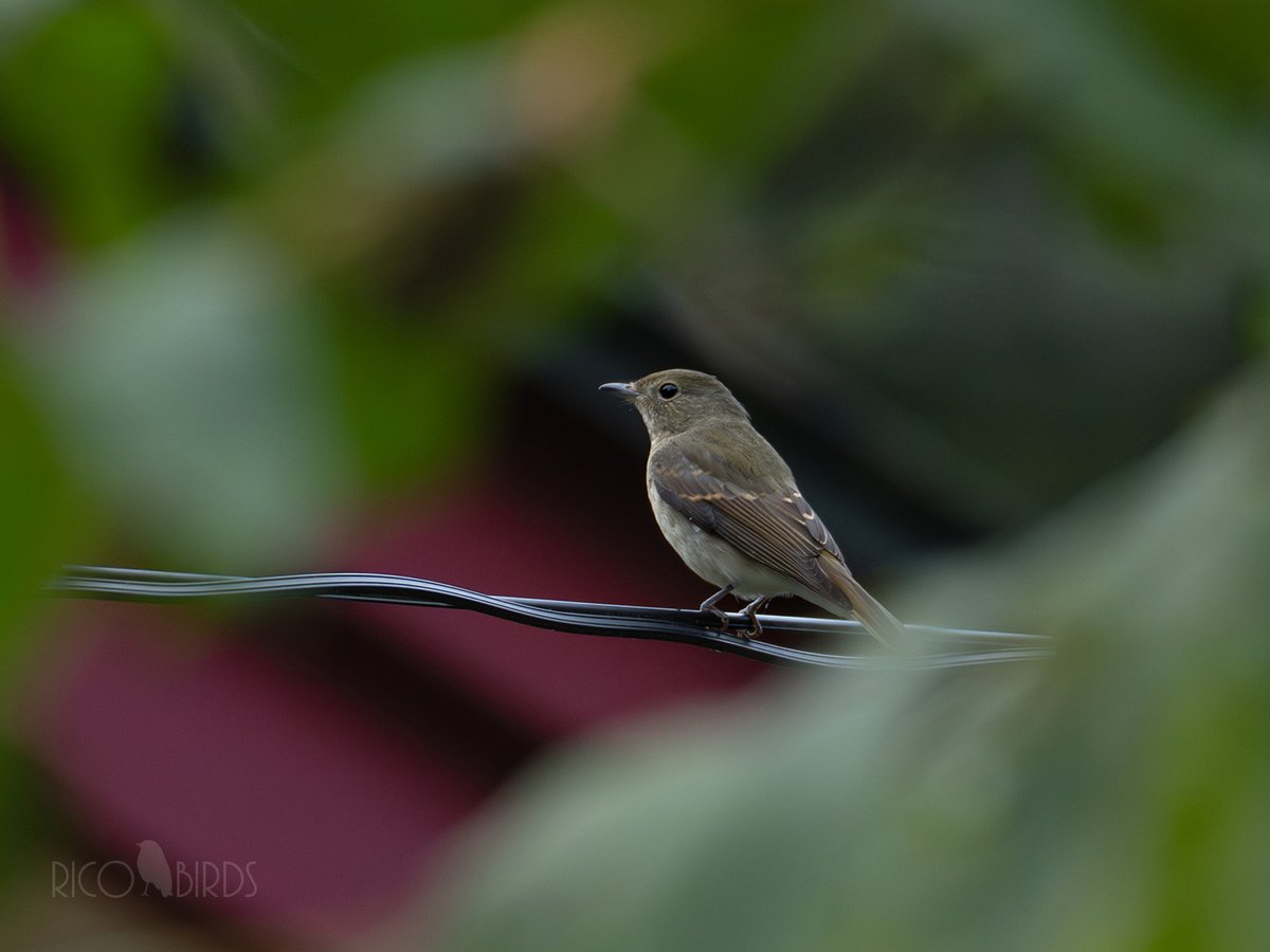 3ヶ月近く鳥見出来なかったので諦めてたけど、まさかのキビ嬢、転居先の庭先で見れるとは…。
#キビタキ #野鳥 #野鳥撮影
