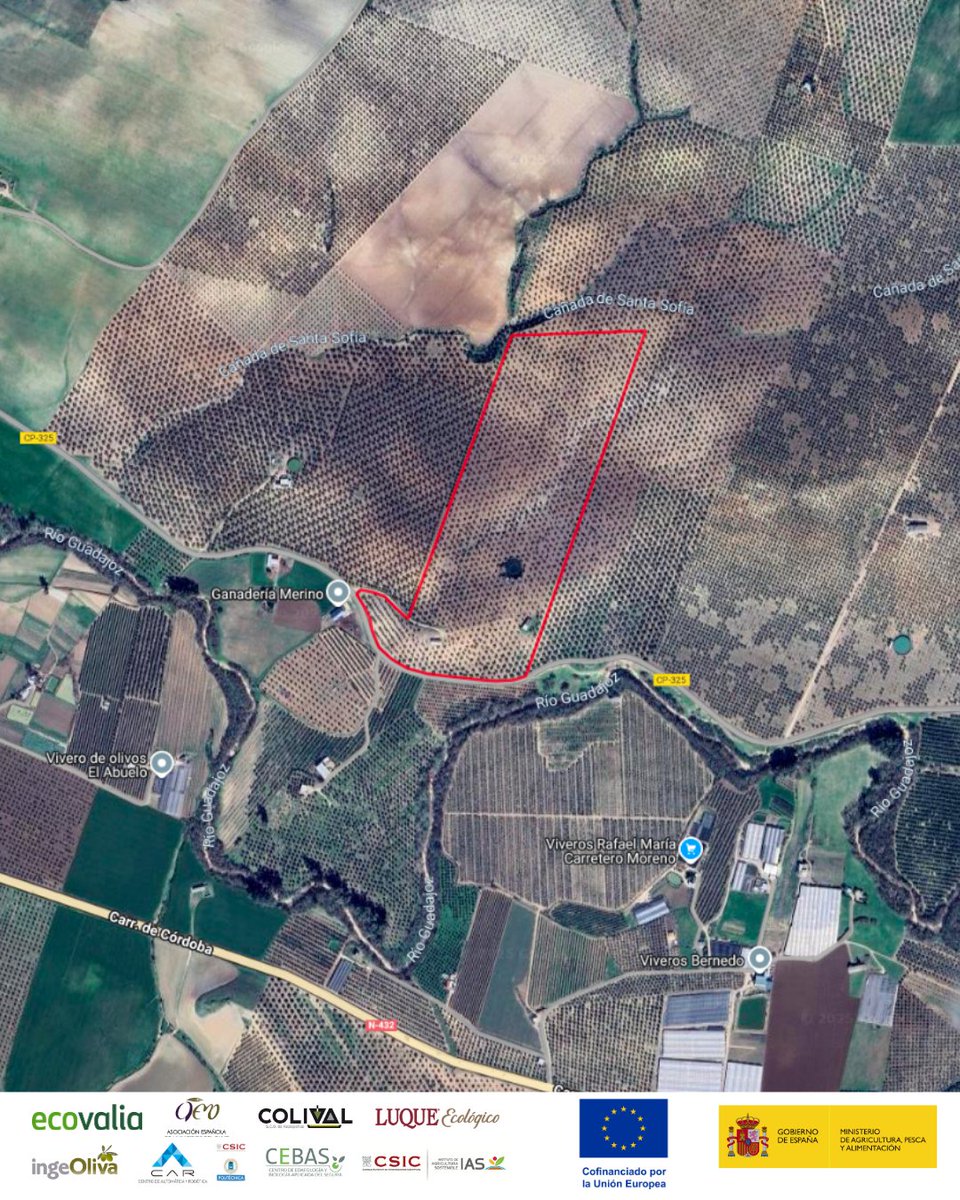 Ecovalia's tweet photo. ¿Cómo "vemos" el carbono de un olivar desde el cielo? 🌱✨
Con la ayuda de satélites y nuevas tecnologías, el proyecto OCB está mostrando cómo el olivar respira, captura carbono y se convierte en aliado frente al cambio climático🔗https://t.co/PJJjtBy7uk
FEADER (80%) y MAPA(20%). https://t.co/MigIYumUHJ