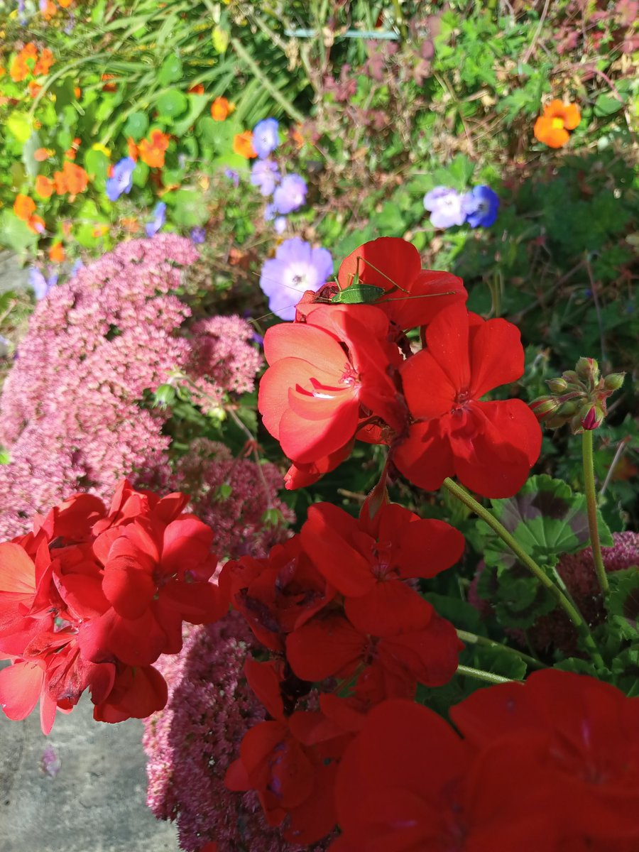 Bush cricket in the Derbyshire garden today, poor phone pic (didn't want to get too close &amp; disturb it!) so not sure which species <a href="/DerbysWildlife/">Derbyshire Wildlife Trust</a>