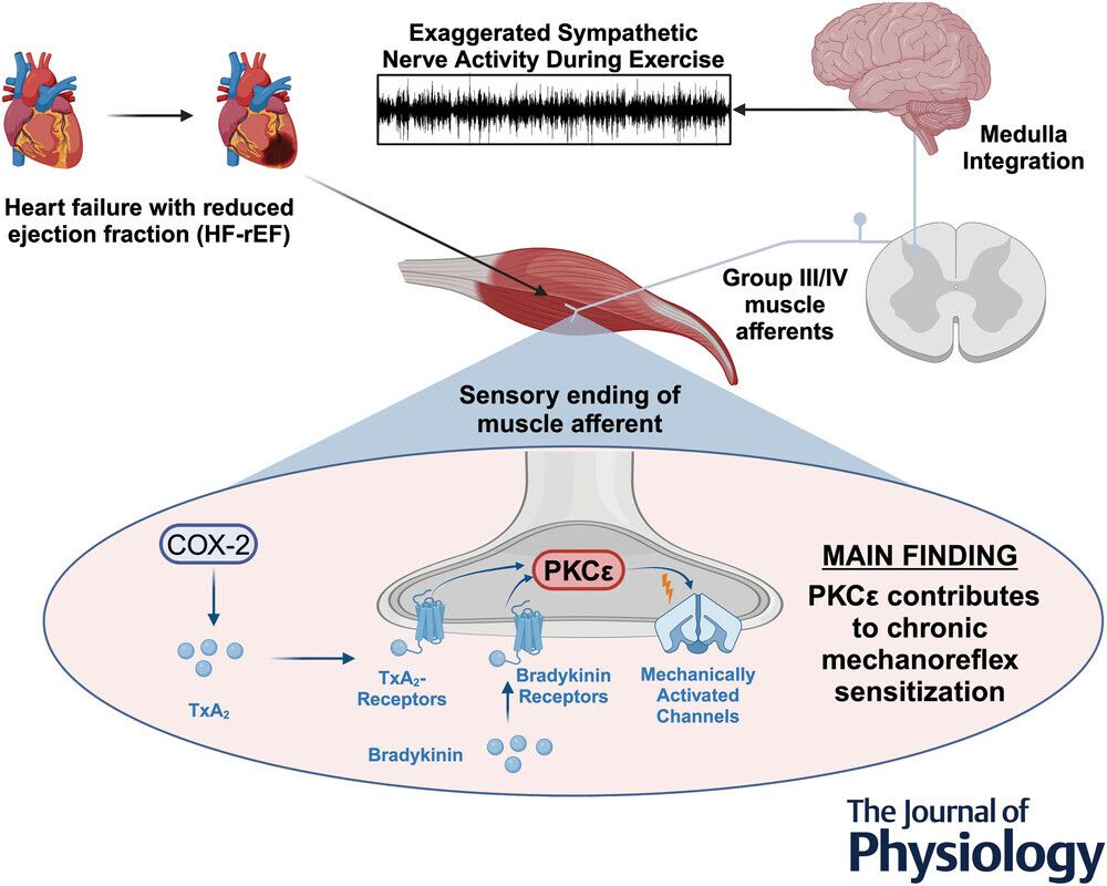 Journal of Physiology tweet media