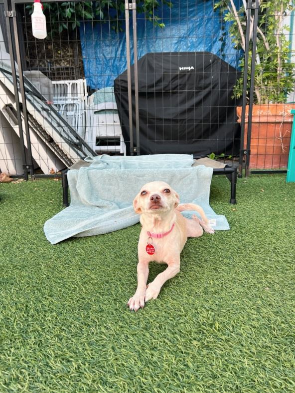 #petoftheday This 6 y/o, 8 lb Chihuahua mix was rescued from an overcrowded LA shelter &amp; has blossomed into the sweetest, calm, cuddly sidekick. Fully potty trained, kid-friendly &amp; happiest snuggled up with her people.

🐾 Contact: Wags and Walks
 🐾Visit: wagsandwalks.org/available-dogs…