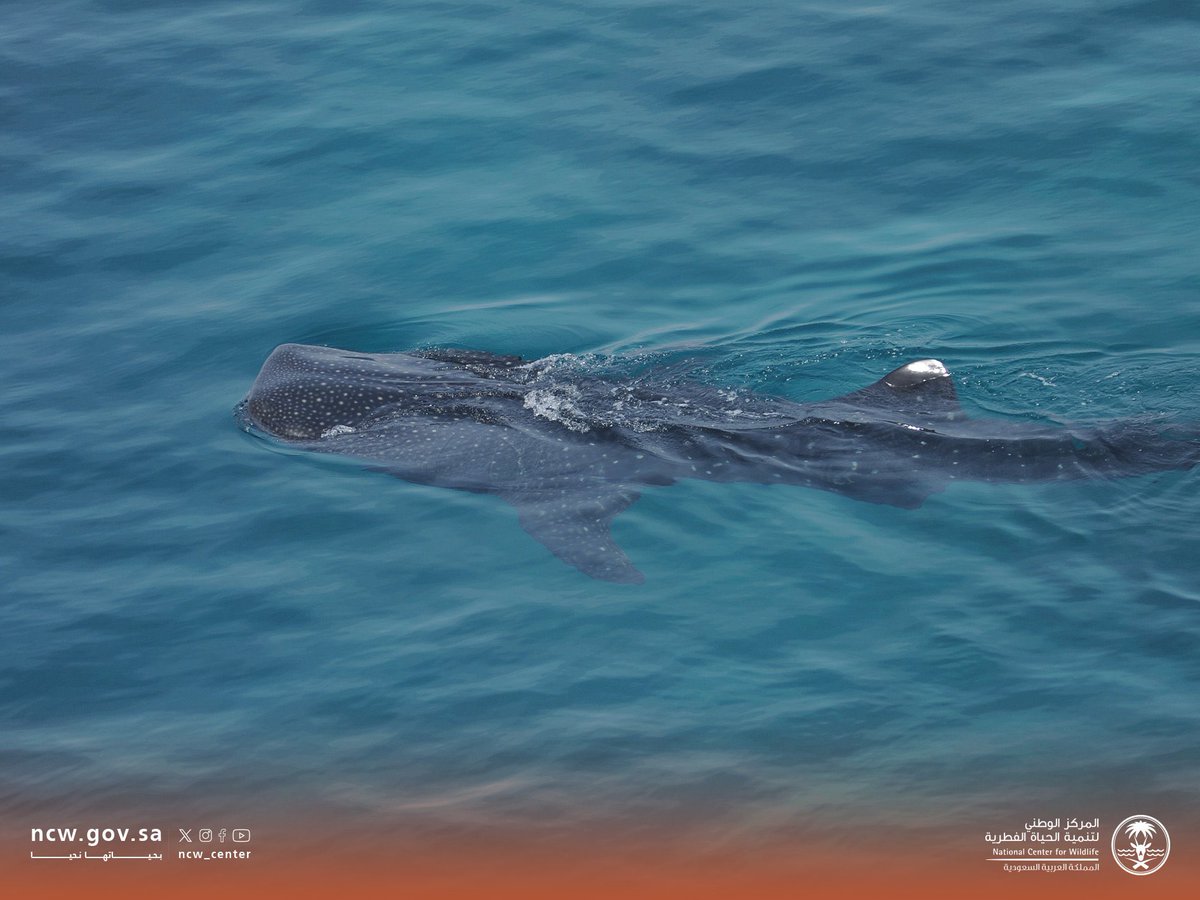 gorgeous4ew's tweet photo. مركز الحياة الفطرية يعلن رصد 10 أسماك من قرش الحوت في البحر الأحمر 🐋🇸🇦. https://t.co/YiUF9LLHaK