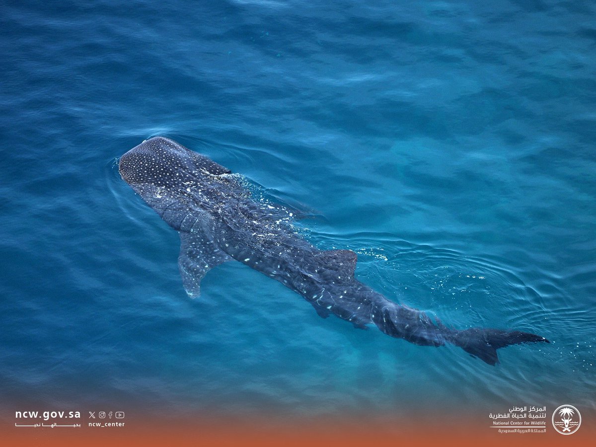 gorgeous4ew's tweet photo. مركز الحياة الفطرية يعلن رصد 10 أسماك من قرش الحوت في البحر الأحمر 🐋🇸🇦. https://t.co/YiUF9LLHaK