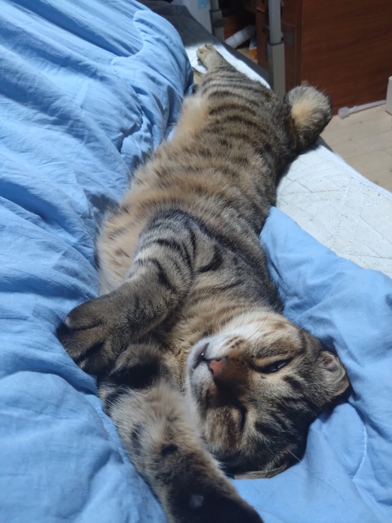 猫屋敷 (@VicViperBP_827z) / X