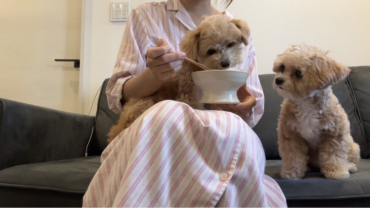 chipoo_bear's tweet photo. 最近👶🏻が産まれて赤ちゃん返り中の長女べあちゃん
ご飯は食べさせてあげないと食べません
次女ぱんちゃんは通常運転です
お家がさらに賑やかになり楽しい毎日を送っています https://t.co/zEnLi8kYvj
