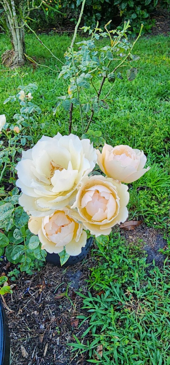 MAGA Nonna tweet media