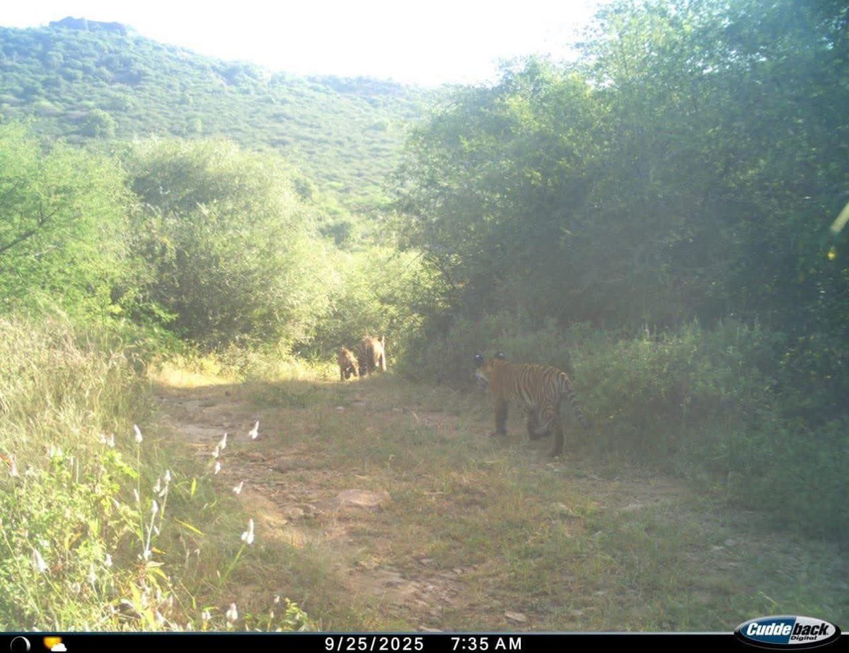 A picture which will make conservation enthusiast delighted. This picture takes the #tiger count at #Sariska to 50 !! 

Some two decades back zero tigers remained in Sariska. Then on mission mode tigers were reintroduced and rest is history. 

Kudos to all involved.